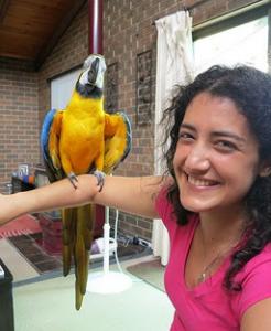 Blue and Gold Macaw