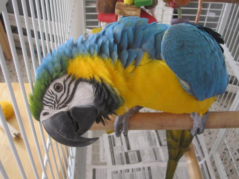 Blue and Gold Macaw Now Available